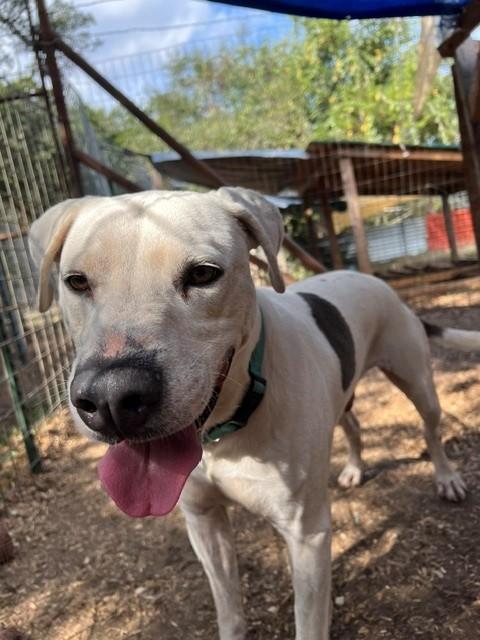 Scooter, a ADOPTABLE mixed breed in Blanco, TX image 3/6