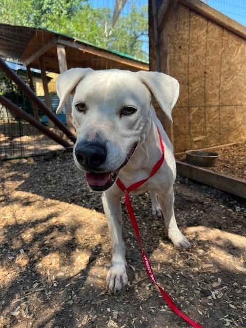 Scooter, a ADOPTABLE mixed breed in Blanco, TX image 2/6
