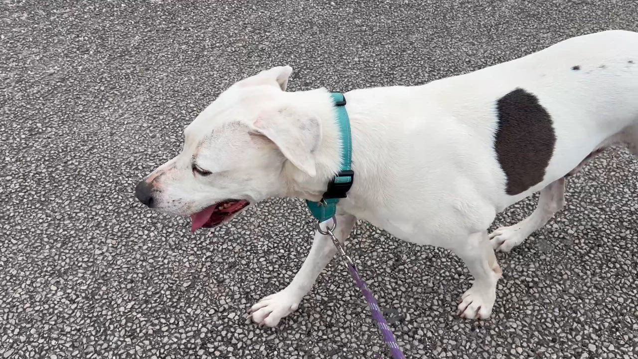 Enlarge Scooter, a ADOPTABLE mixed breed in Blanco, TX video 5/6