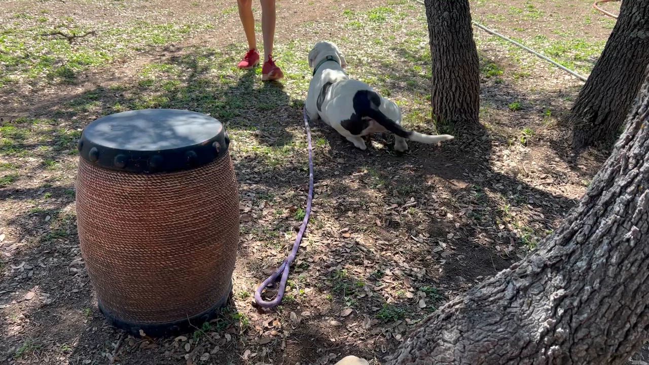 Enlarge Scooter, a ADOPTABLE mixed breed in Blanco, TX video 6/6