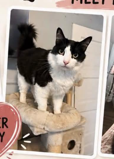 Skunk, adopted, Adult Male Domestic Long Hair.