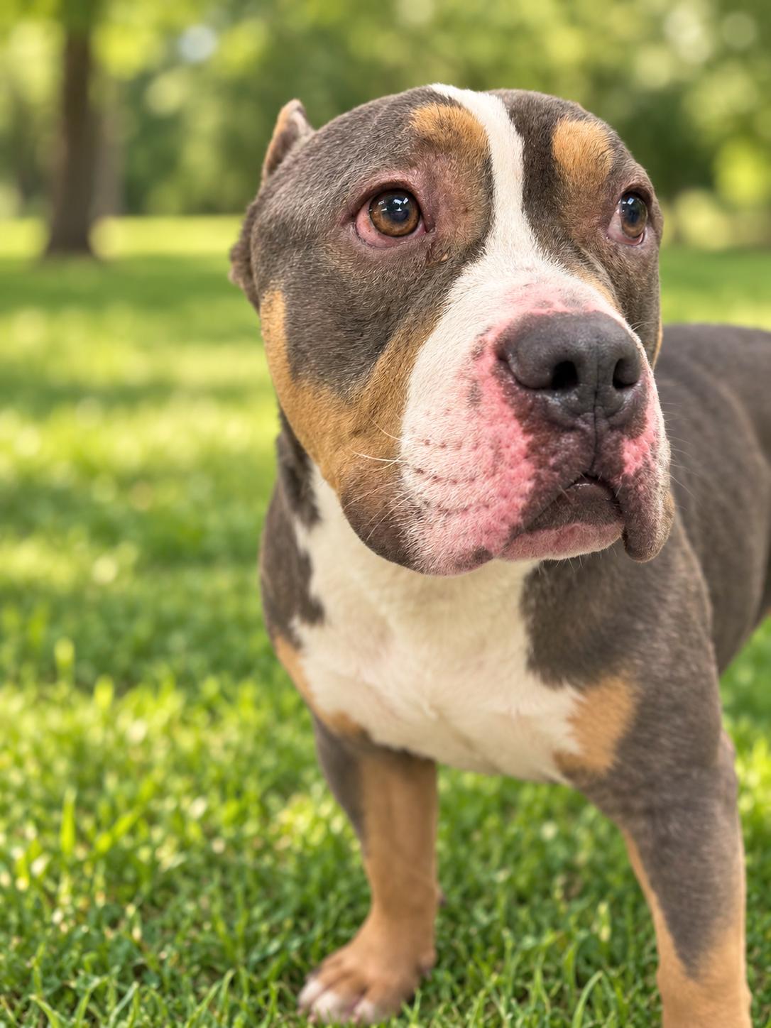 Enlarge Rolo, a Adoptable American Bully in Milford, CT image 2/4