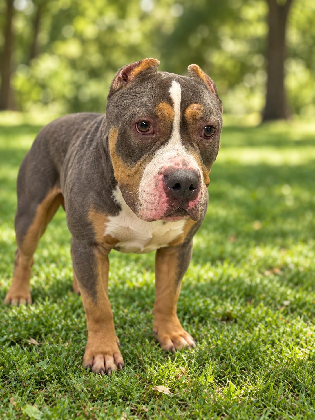 Enlarge Rolo, a Adoptable American Bully in Milford, CT image 4/4