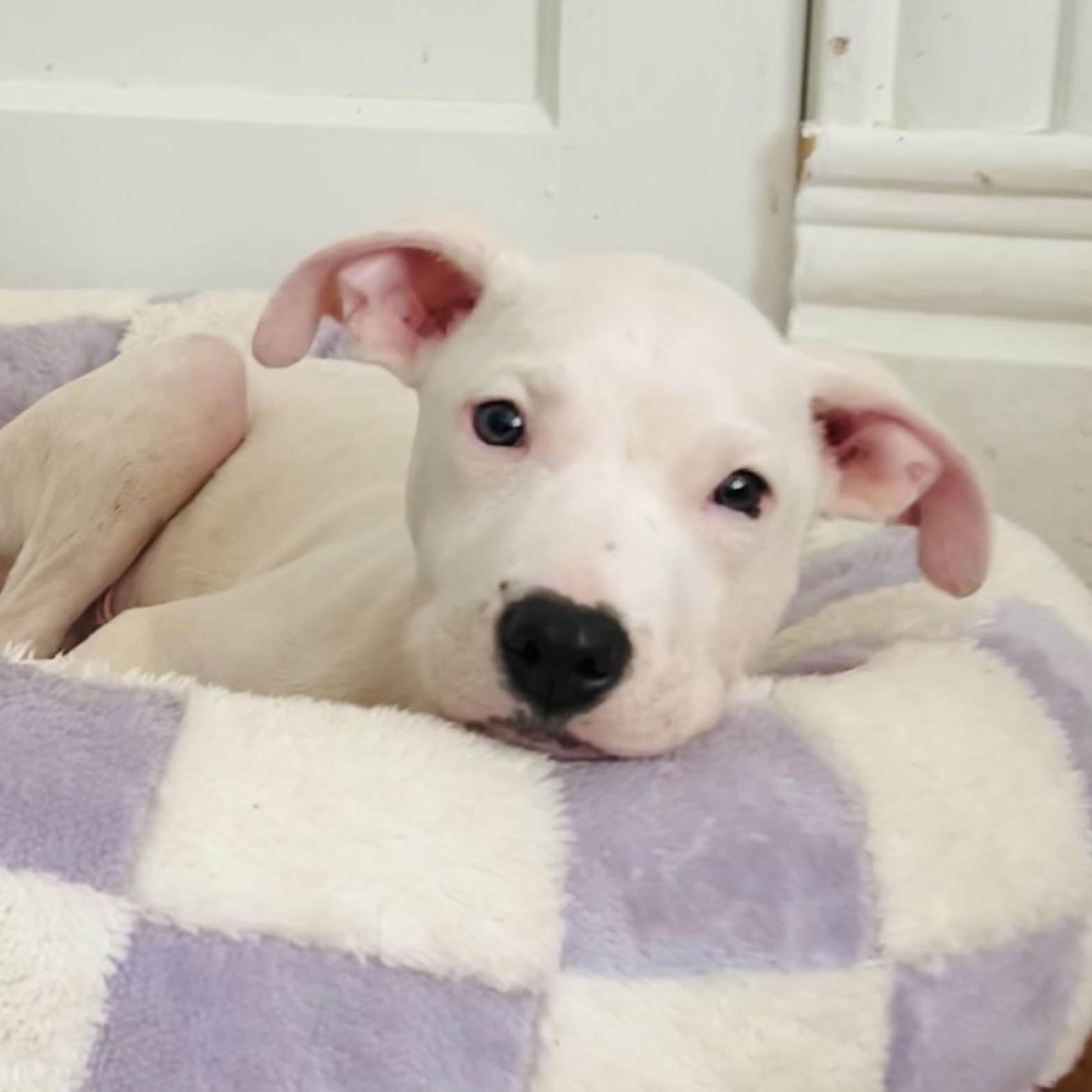 Rumble, Adoptable, Puppy Male Pit Bull Terrier.