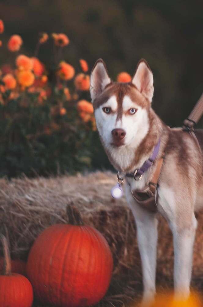 Malakar, Adoptable, Adult Male Husky.