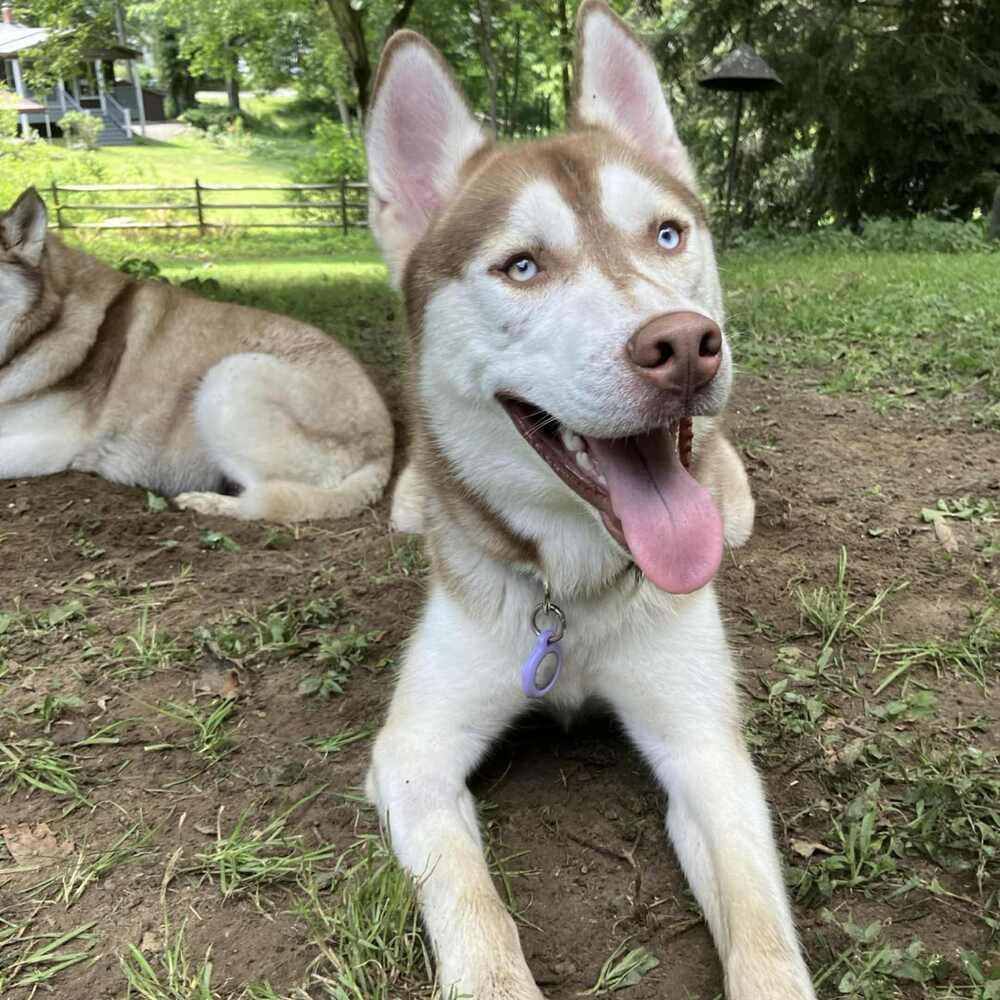 Enlarge Malakar, a Adoptable mixed breed in Groveland, MA image 2/6