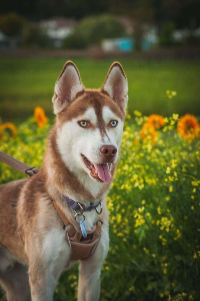 Enlarge Malakar, a Adoptable mixed breed in Groveland, MA image 3/6