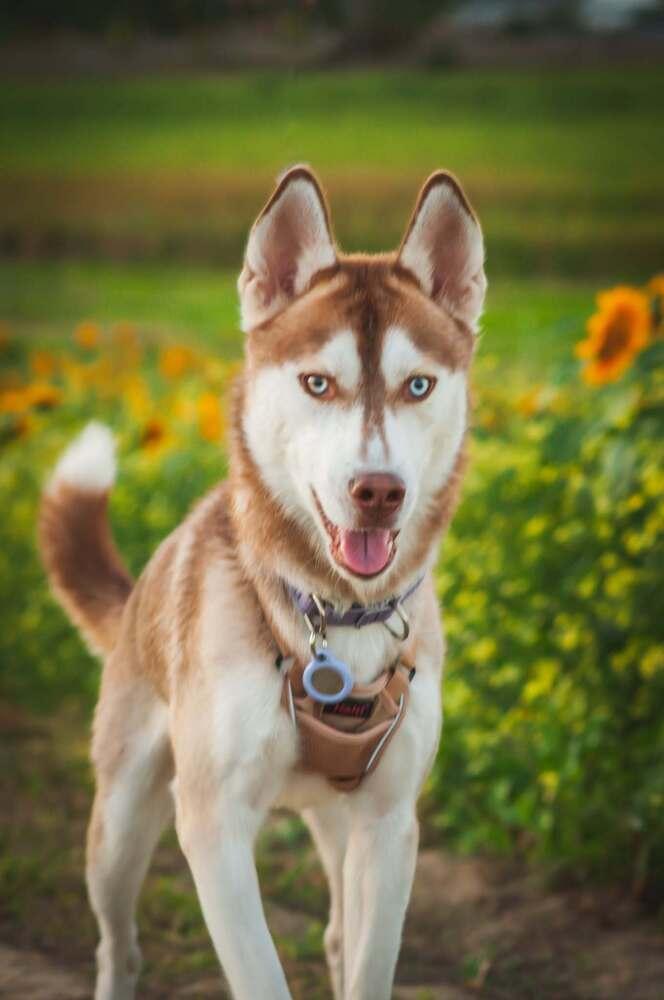 Enlarge Malakar, a Adoptable mixed breed in Groveland, MA image 5/6