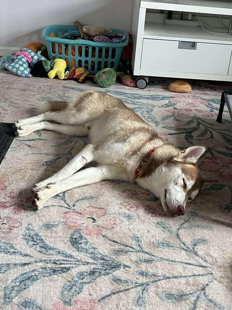 Enlarge Malakar, a Adoptable mixed breed in Groveland, MA image 6/6