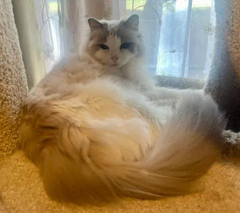 Enlarge Baymax, a ADOPTABLE mixed breed in Ennis, TX image 2/3