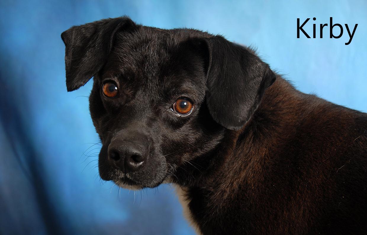 Kirby, adopted, Adult Male Mountain Cur.