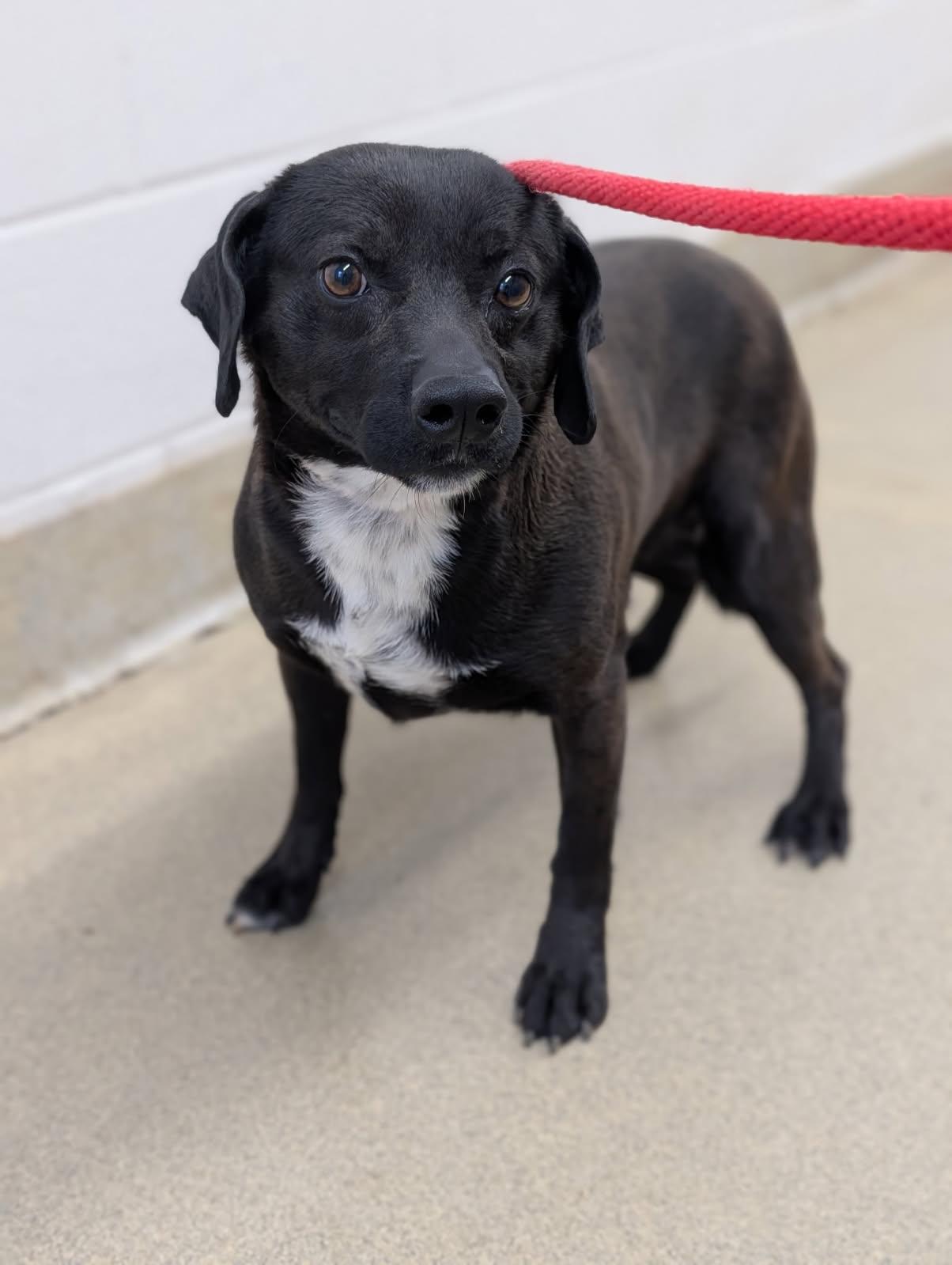 Kirby, an adopted mixed breed in Mount Vernon, OH image 2/2