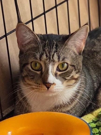 Enlarge 110-Bridgeport - ADOPT AS A THREESOME, a Adoptable mixed breed in Windsor, CT image 1/3