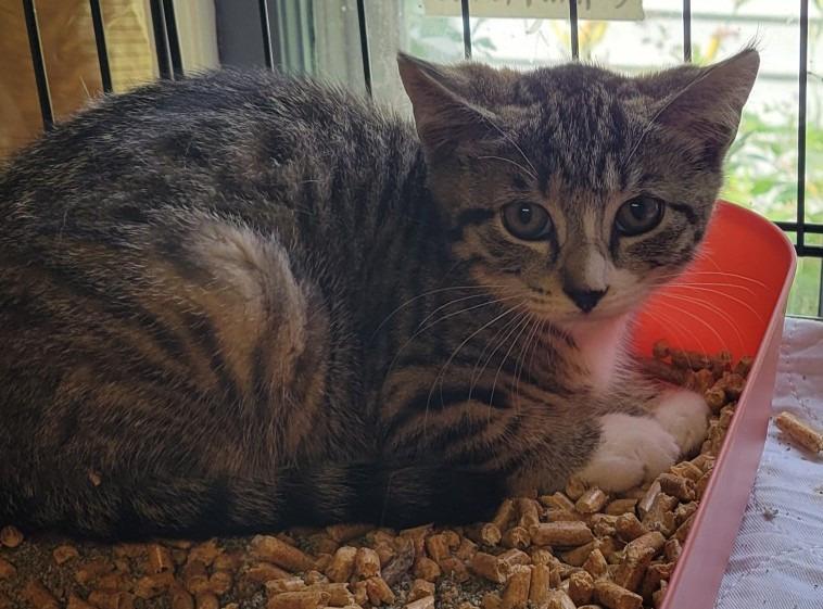 110-Bridgeport - ADOPT AS A THREESOME, Adoptable, Young Female Domestic Short Hair.