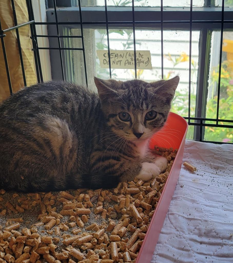 110-Bridgeport - in Foster, Adoptable, Young Female Domestic Short Hair.