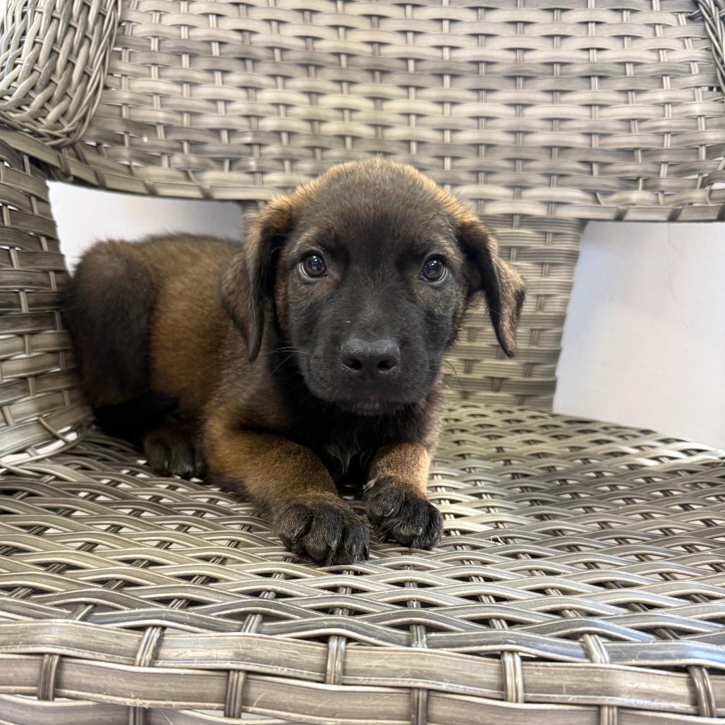 Bobby, Adoptable, Puppy Male Mixed Breed.