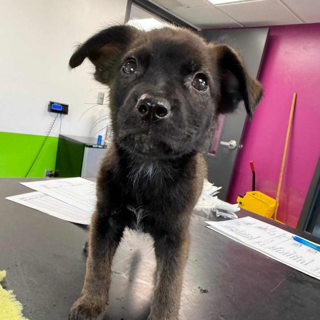 Bobby, a Adoptable Mixed Breed in Ponca City, OK image 2/2