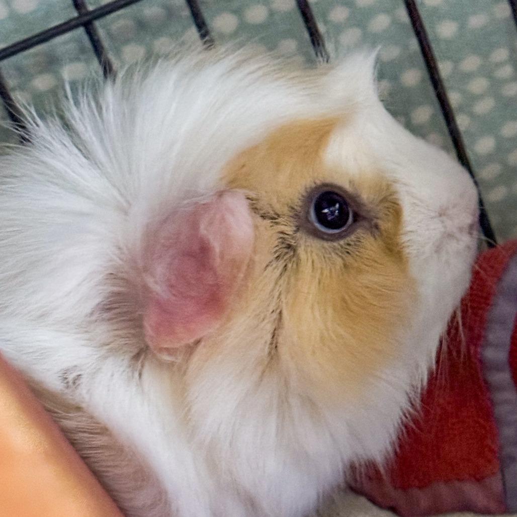 Wilbur *Bonded w/ Hammy*, Adoptable, Adult Male Guinea Pig & Guinea Pig.