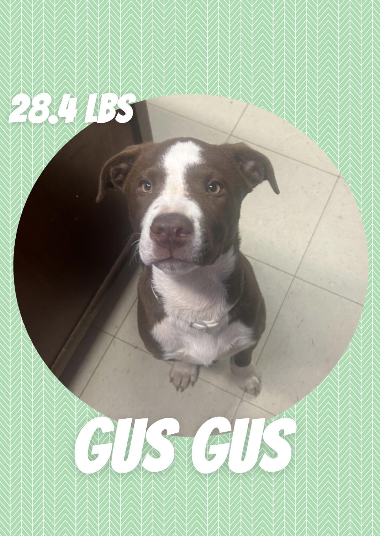 Enlarge Gus Gus, an adopted mixed breed in McArthur, OH image 1/1