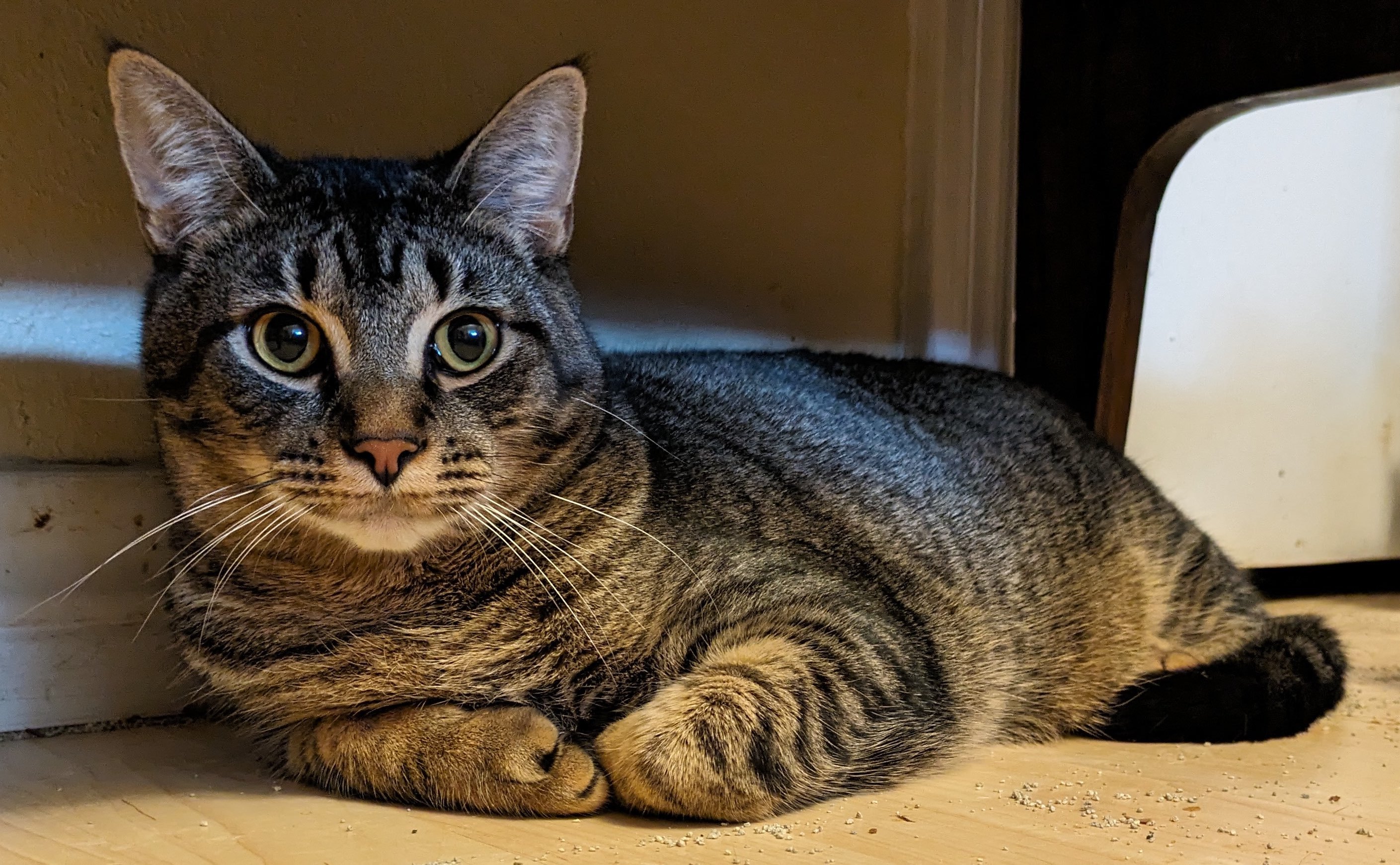 Luka, a Adoptable Domestic Short Hair in Houston, TX image 1/4