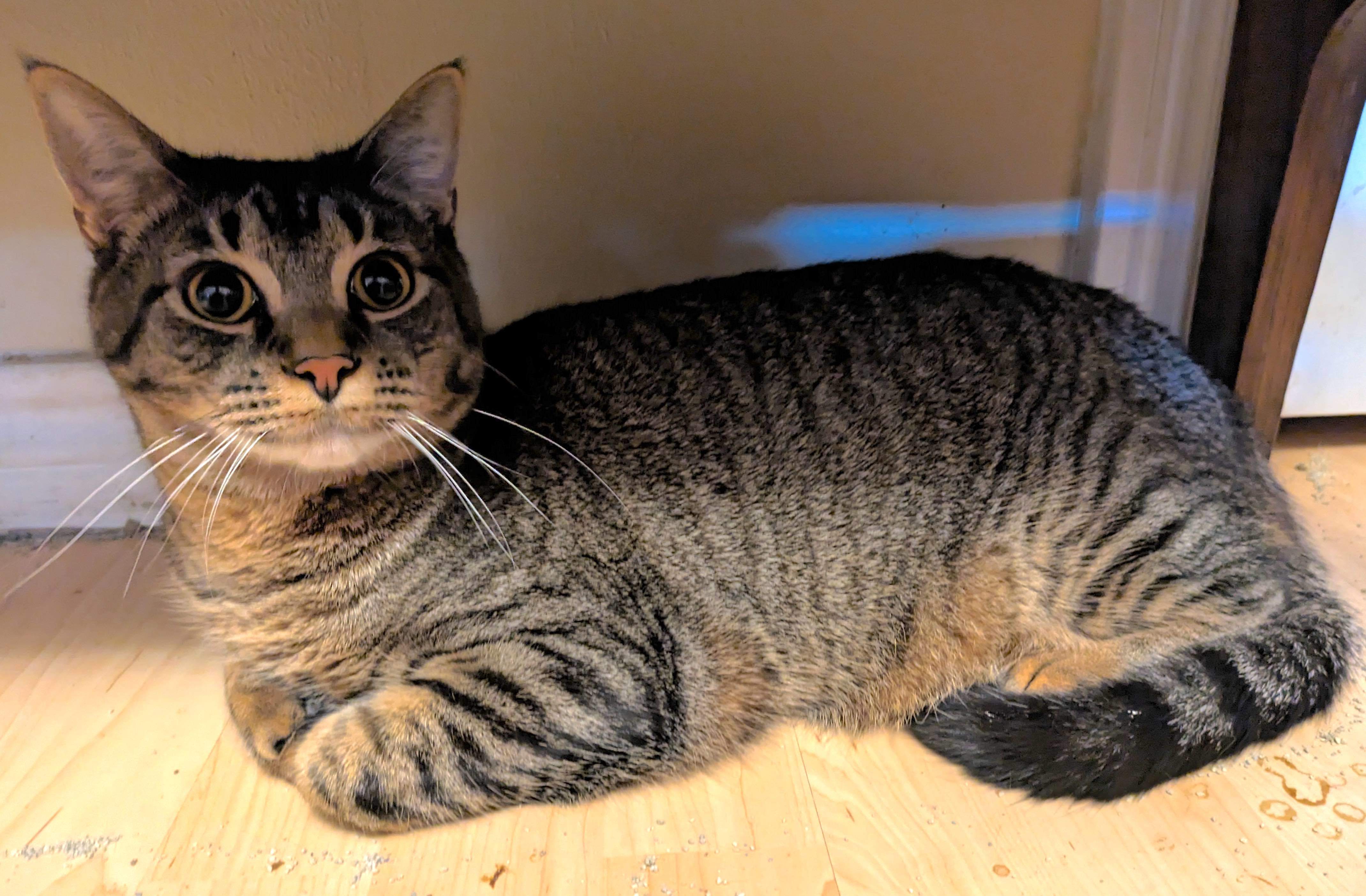 Luka, a Adoptable Domestic Short Hair in Houston, TX image 2/4