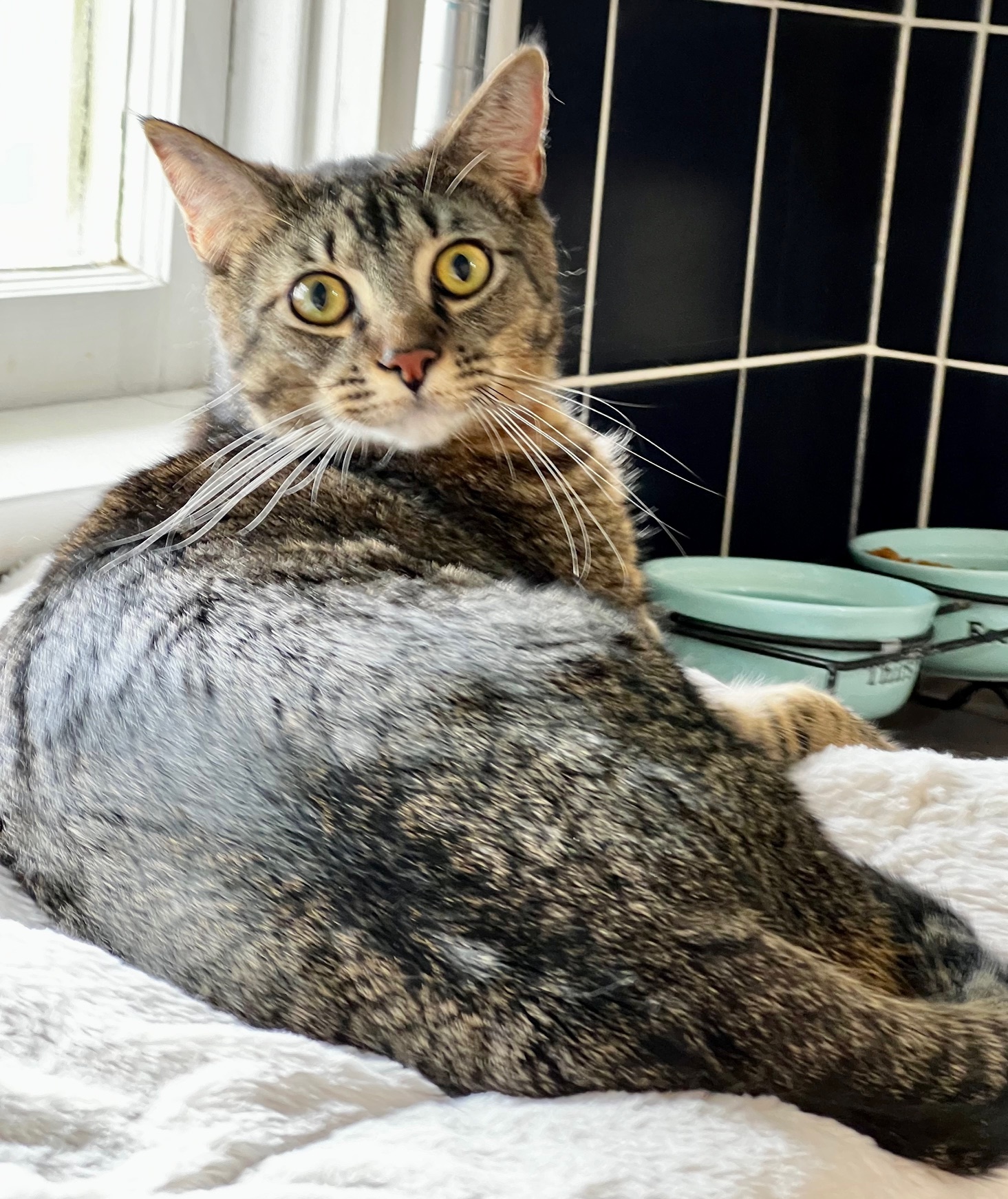 Luka, a Adoptable Domestic Short Hair in Houston, TX image 3/4
