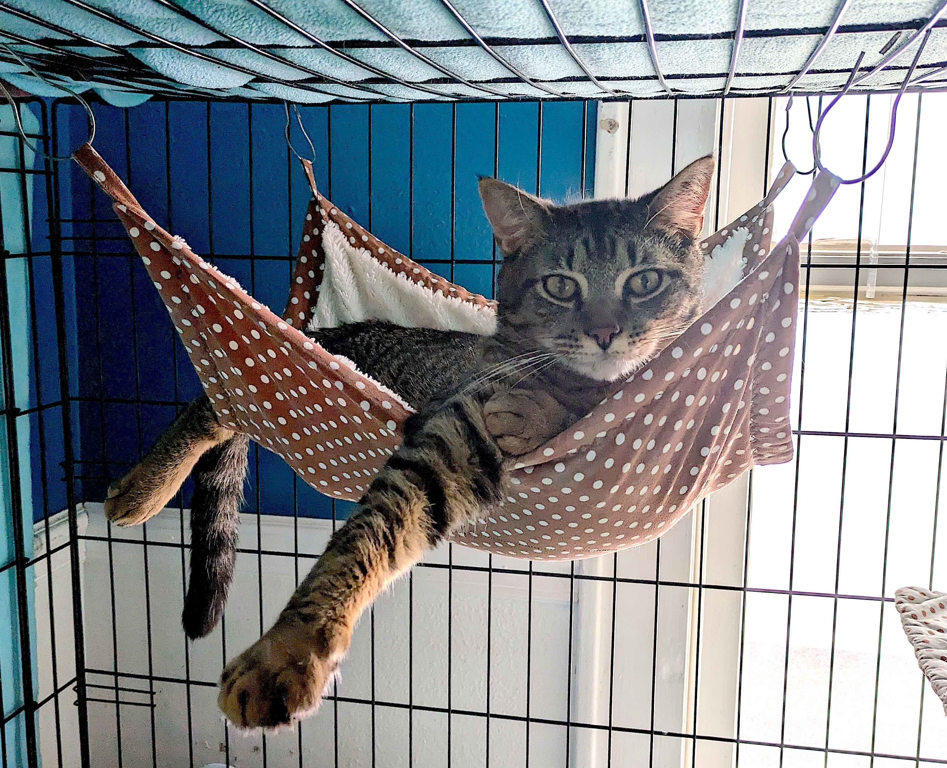 Luka, a Adoptable Domestic Short Hair in Houston, TX image 4/4