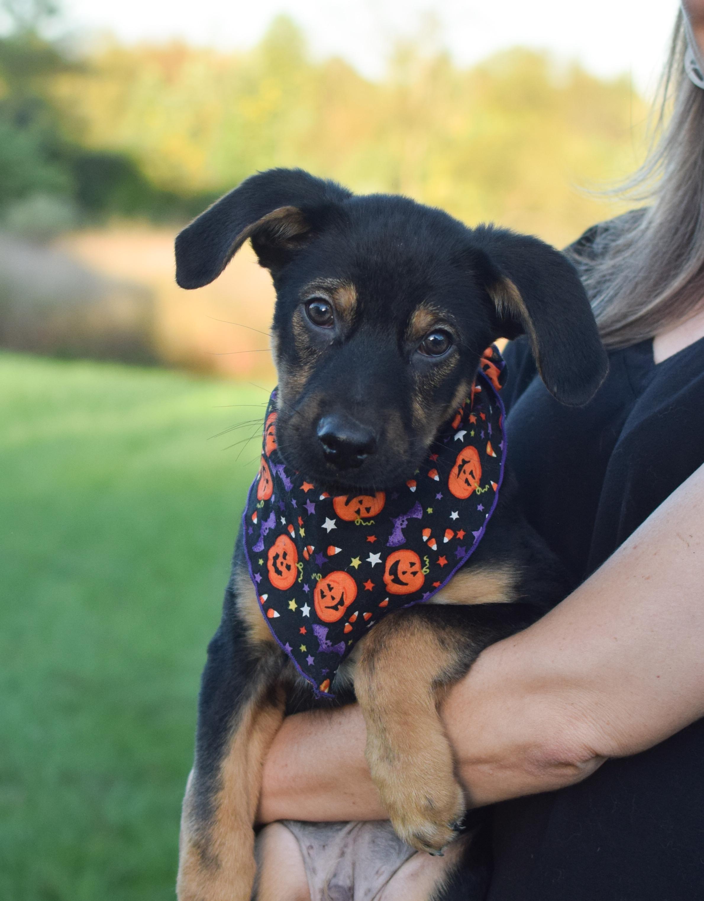 Enlarge Patrick (Male), a Adoptable mixed breed in West Grove, PA image 2/3