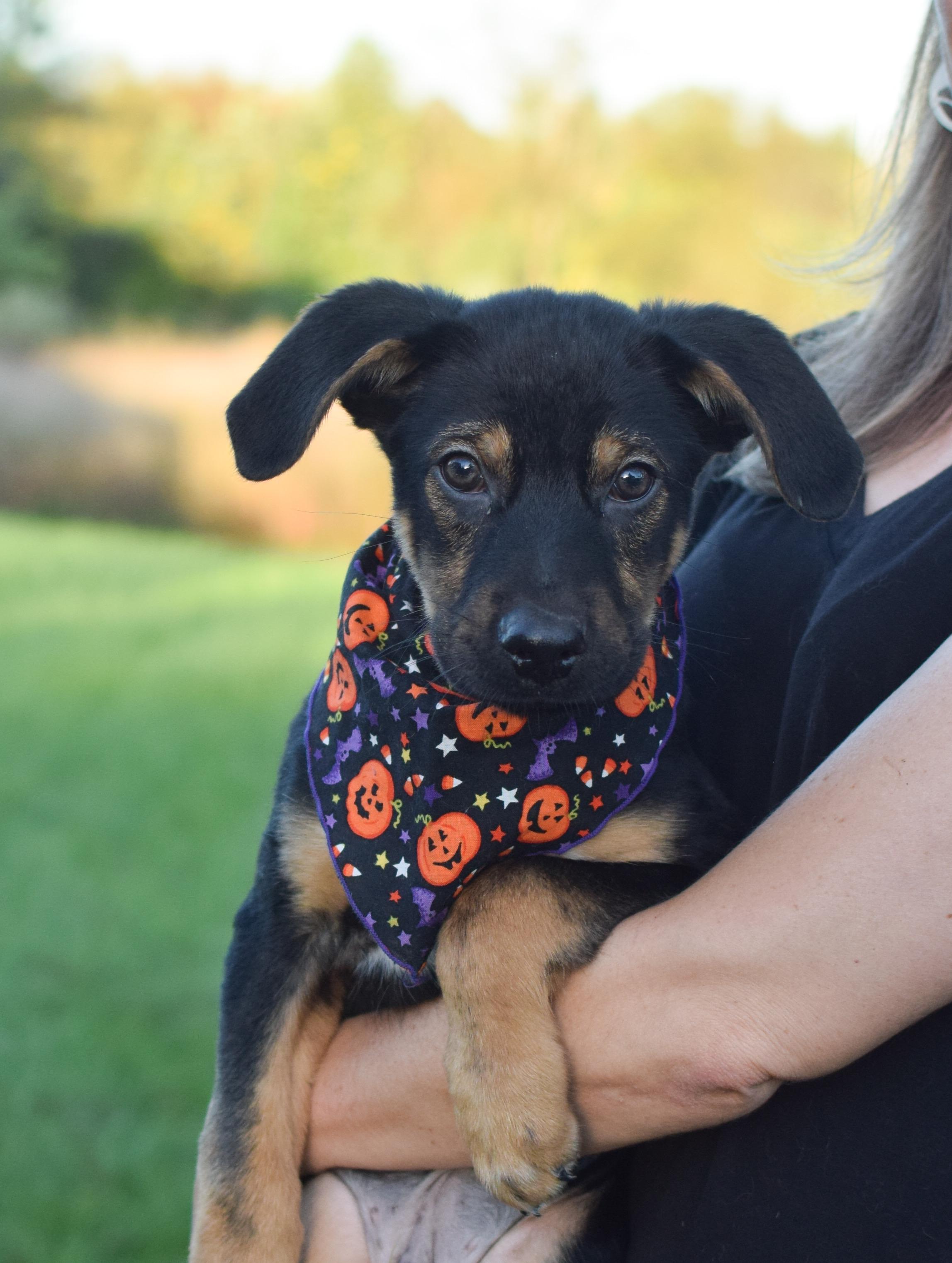 Patrick (Male), Adoptable, Puppy Male Shepherd & Husky.