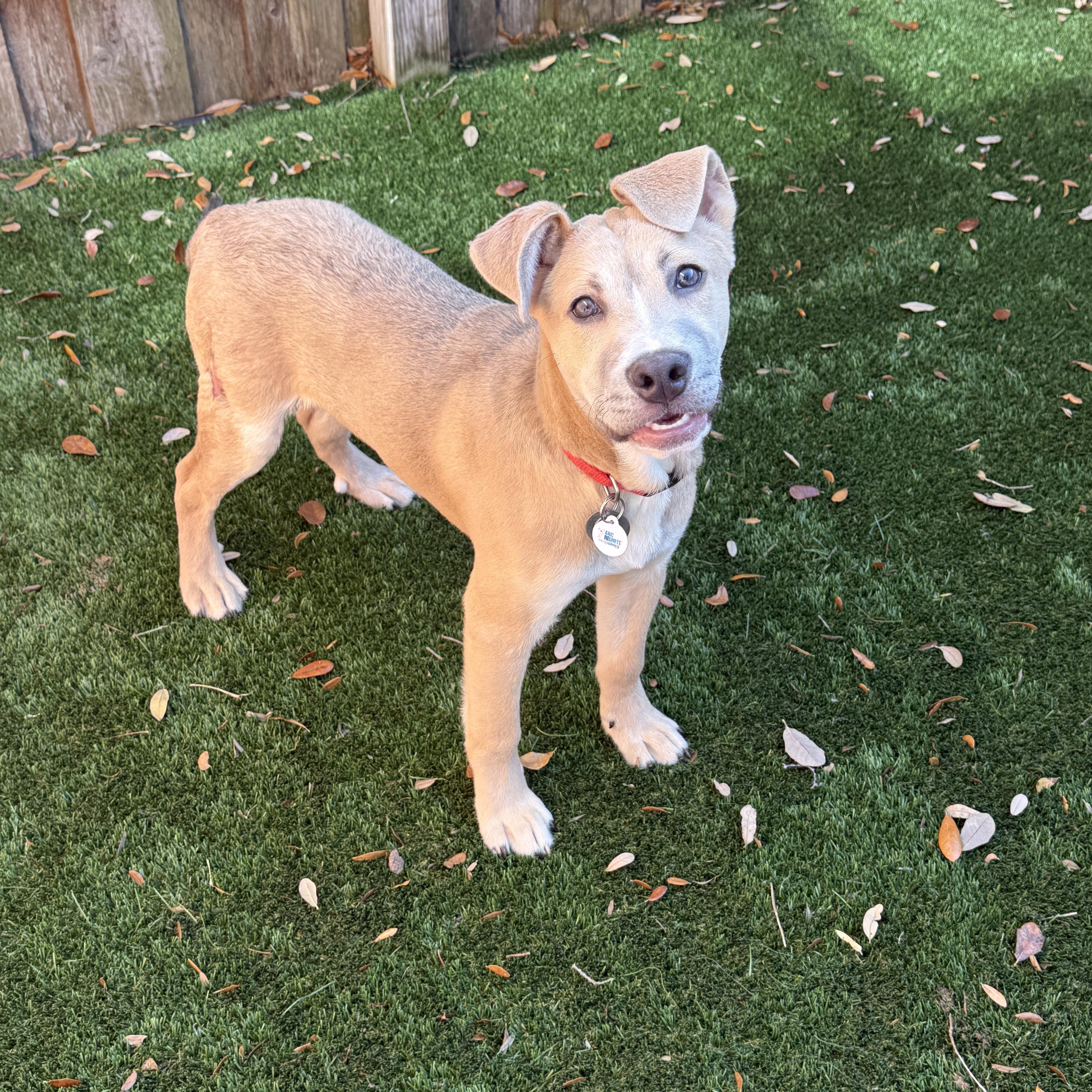 Mack, Adoptable, Young Male Labrador Retriever & Hound.