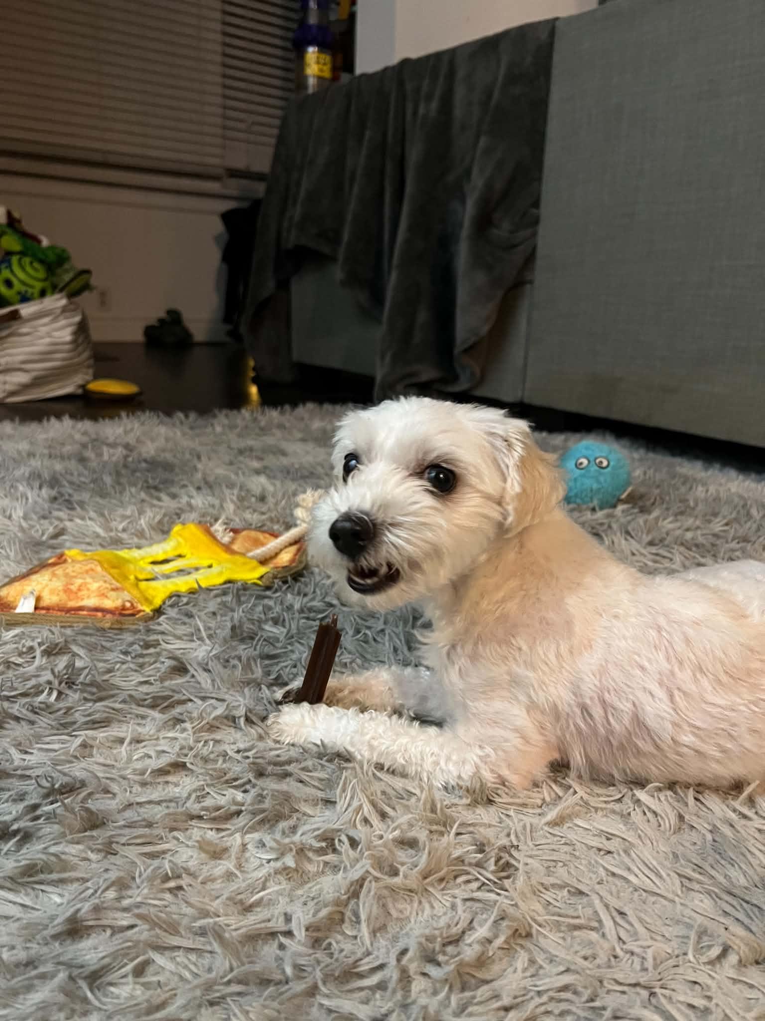 Enlarge Kingsley, a Adoptable mixed breed in Scarborough, ON image 3/6