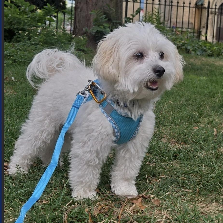 Kingsley, Adoptable, Young Male Poodle.