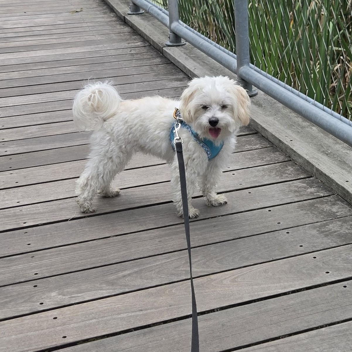 Enlarge Kingsley, a Adoptable mixed breed in Scarborough, ON image 4/6