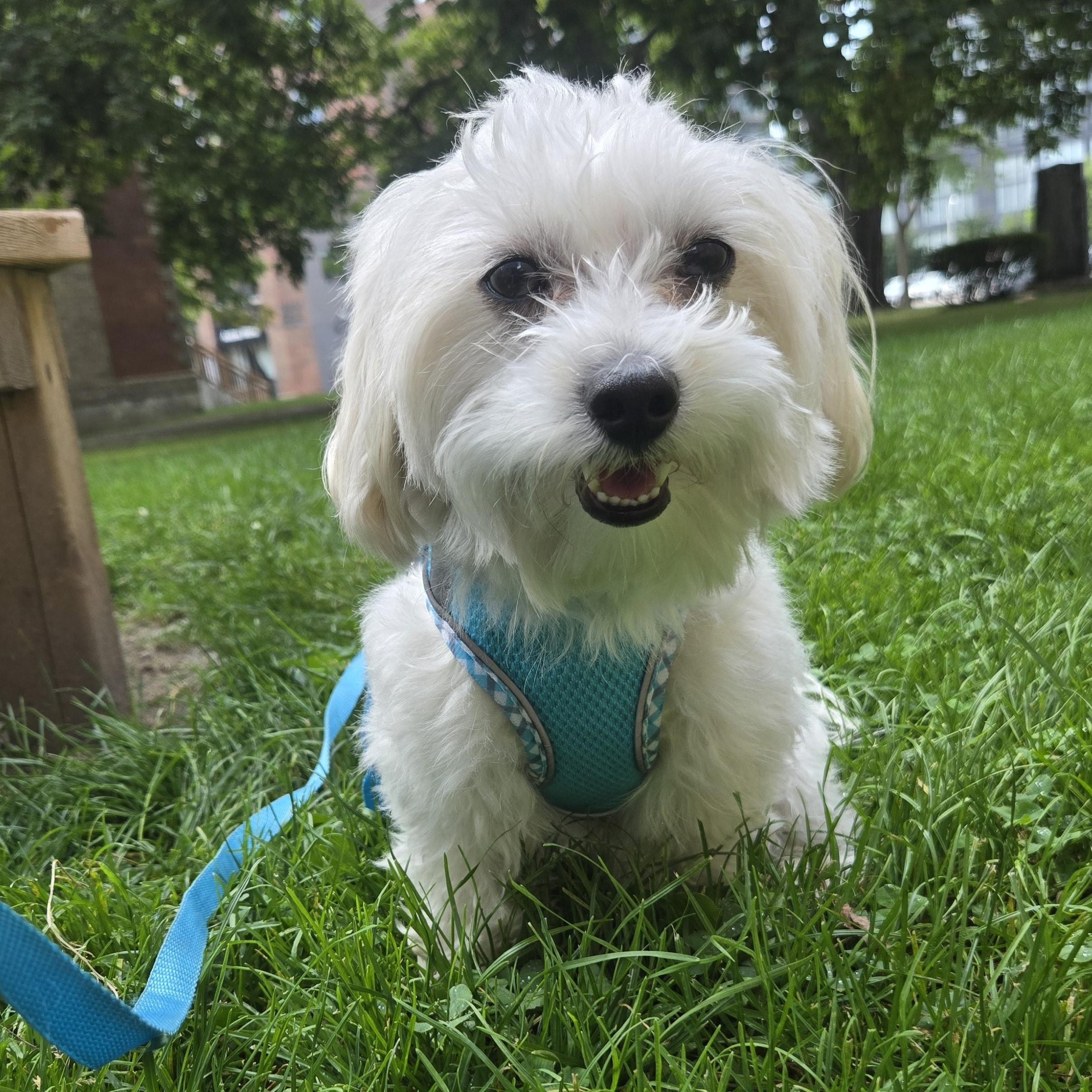 Enlarge Kingsley, a Adoptable mixed breed in Scarborough, ON image 5/6