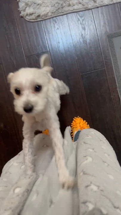 Enlarge Kingsley, a Adoptable mixed breed in Scarborough, ON video 6/6