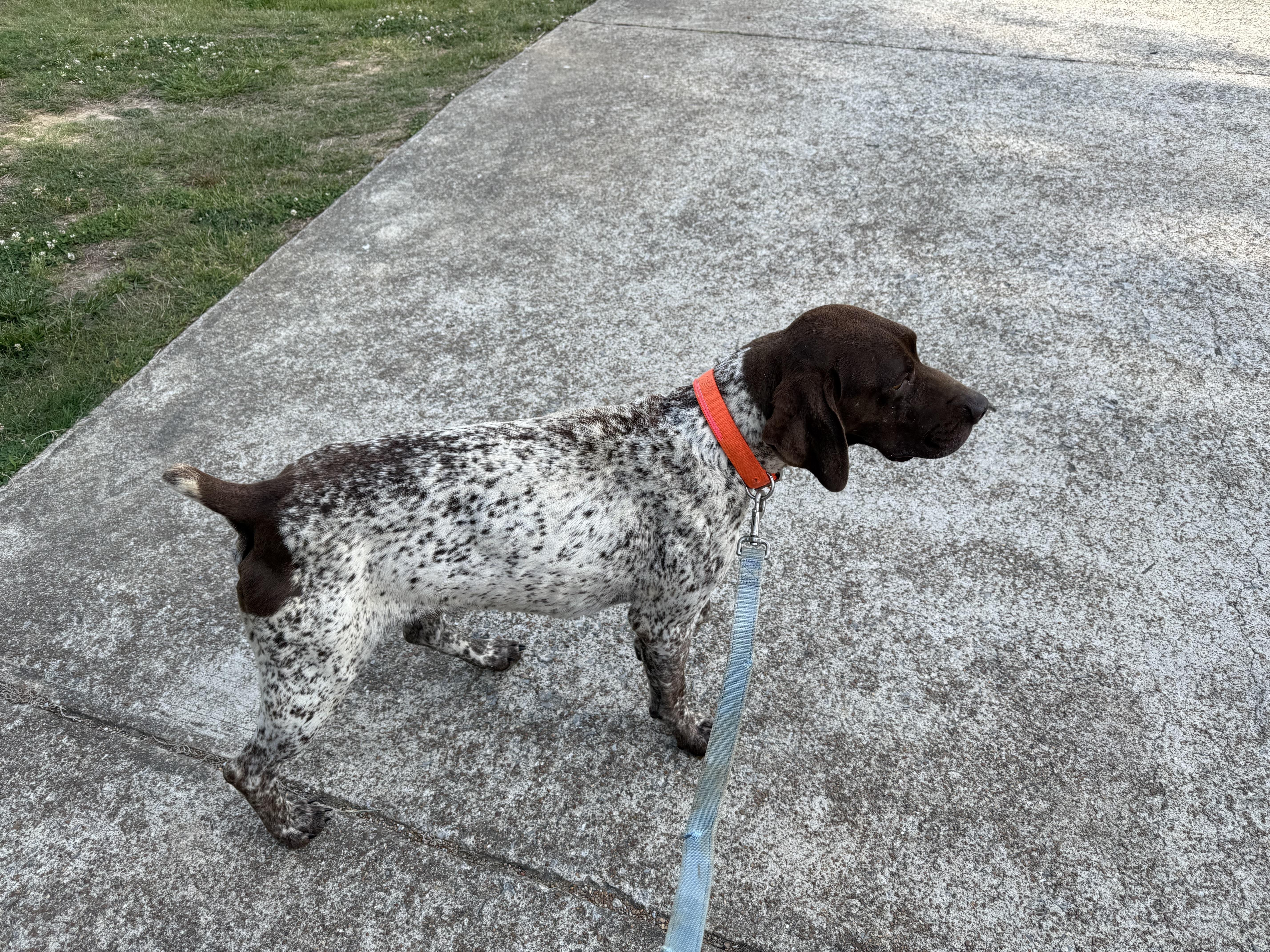 Enlarge Aspen, a ADOPTABLE German Shorthaired Pointer in Waynesboro, TN image 5/5