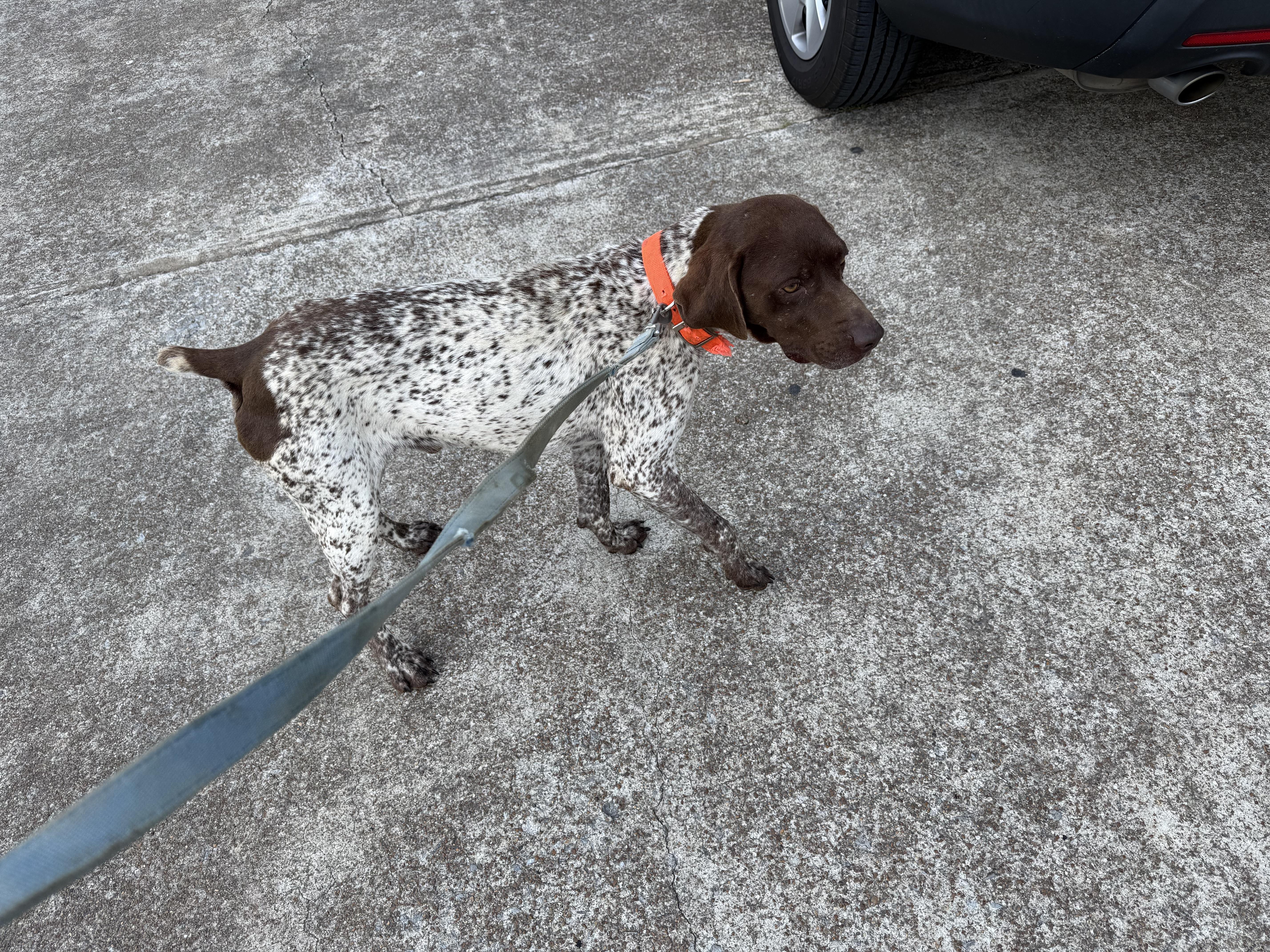 Enlarge Aspen, a ADOPTABLE German Shorthaired Pointer in Waynesboro, TN image 3/5