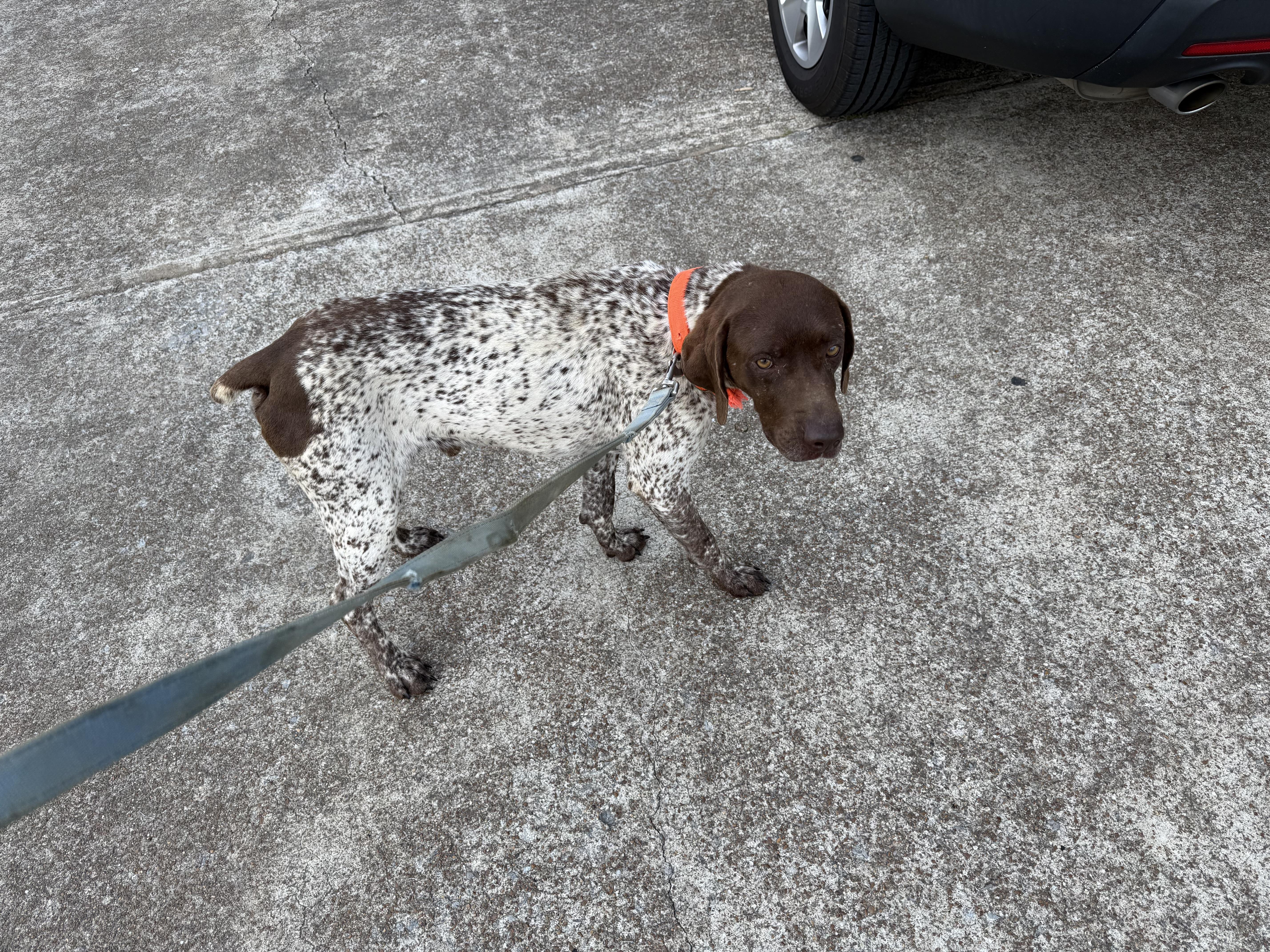 Aspen, ADOPTABLE, Adult Male German Shorthaired Pointer.