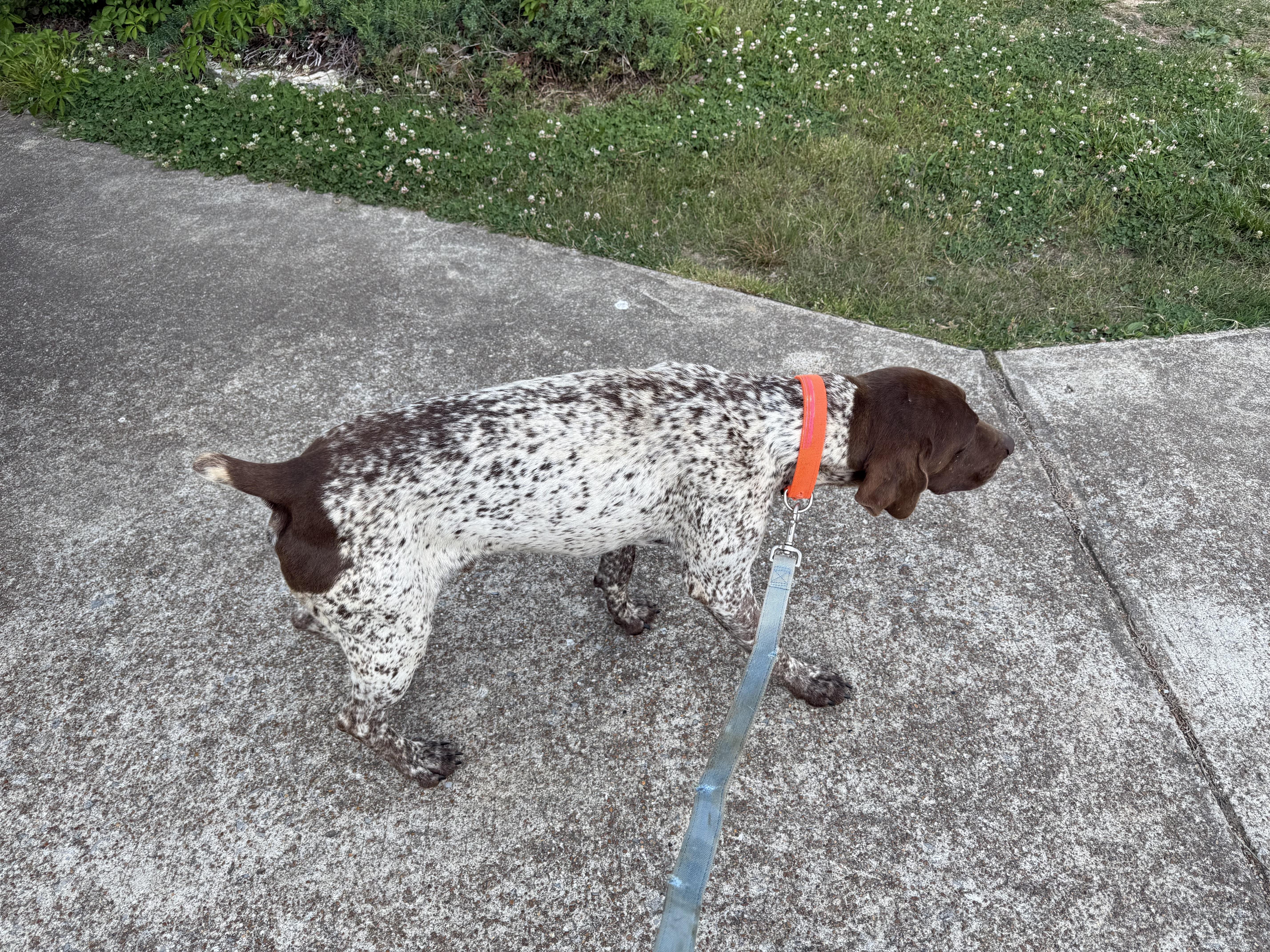 Enlarge Aspen, a ADOPTABLE German Shorthaired Pointer in Waynesboro, TN image 2/5