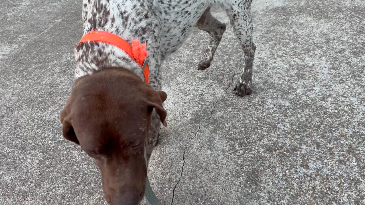 Enlarge Aspen, a ADOPTABLE German Shorthaired Pointer in Waynesboro, TN video 4/5