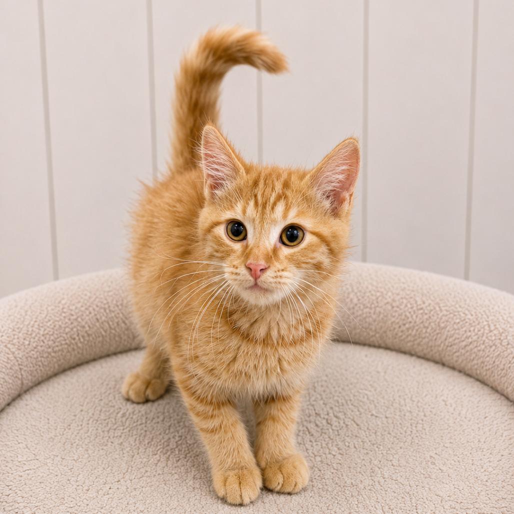 Bobby, Adoptable, Kitten Male Domestic Short Hair.