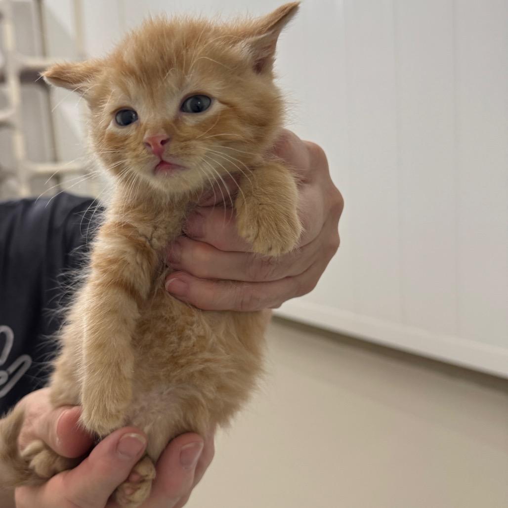 Enlarge Bobby, a Adoptable Domestic Short Hair in Redwood Falls, MN image 1/1