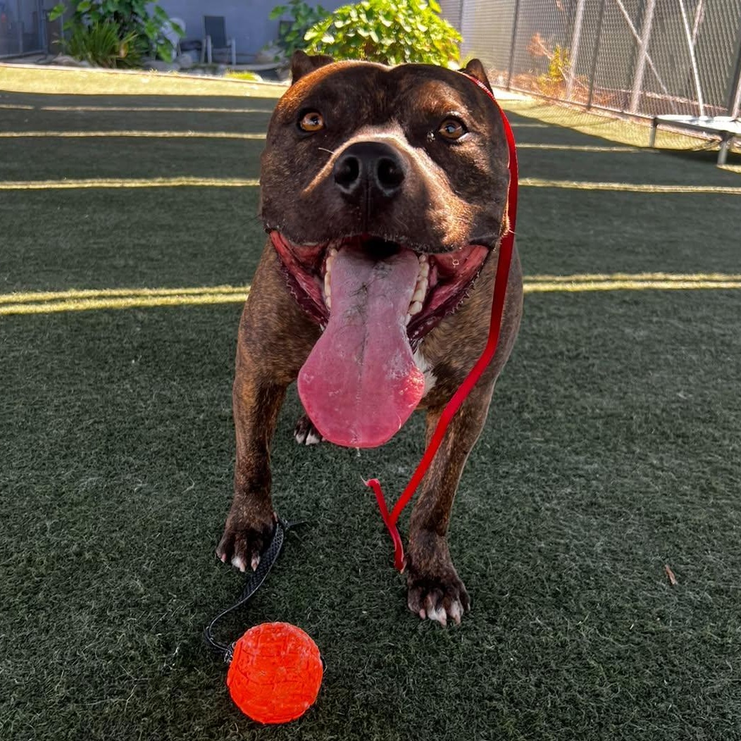 Enlarge Bagel, a Adoptable mixed breed in Whittier, CA image 3/4