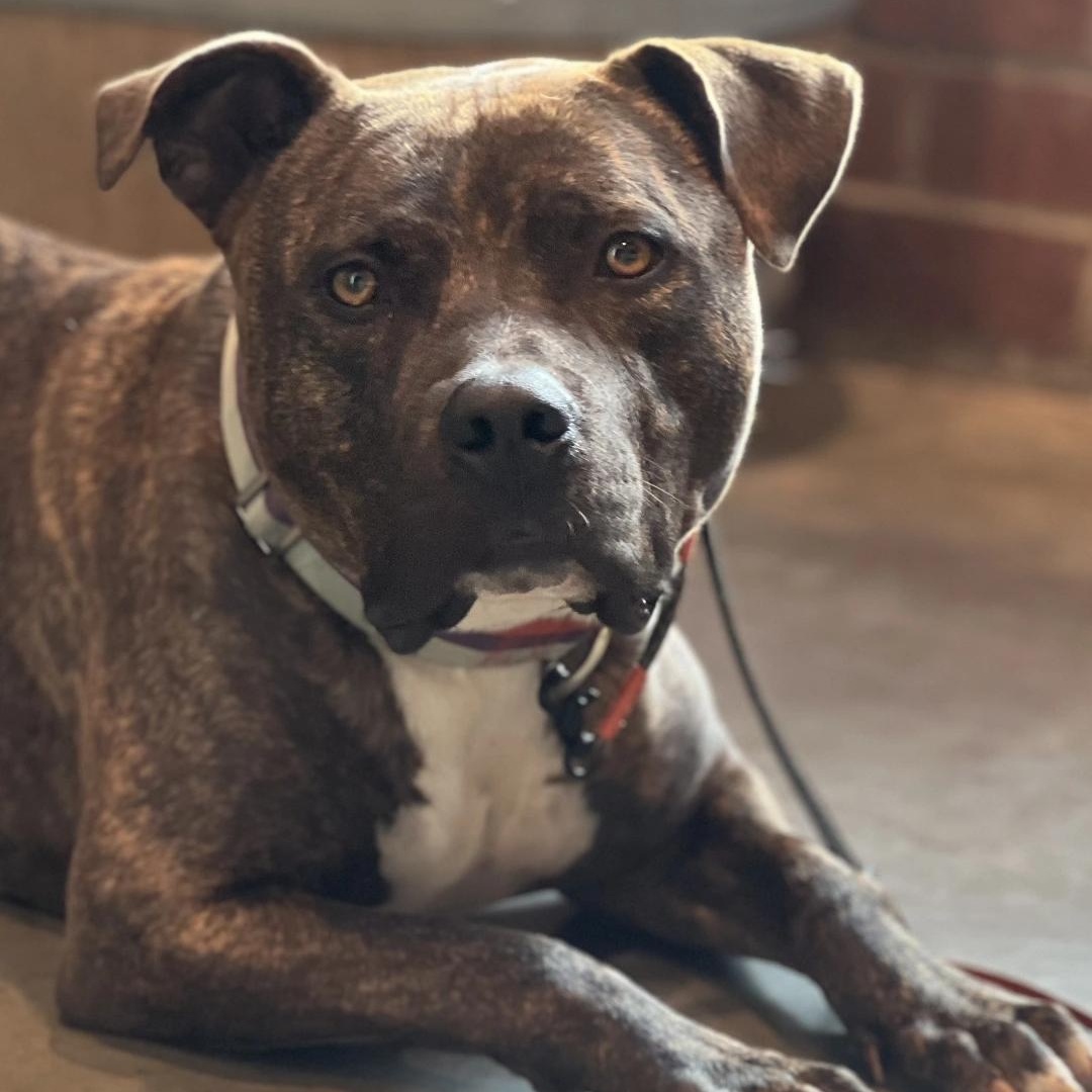 Enlarge Bagel, a Adoptable mixed breed in Whittier, CA image 2/4