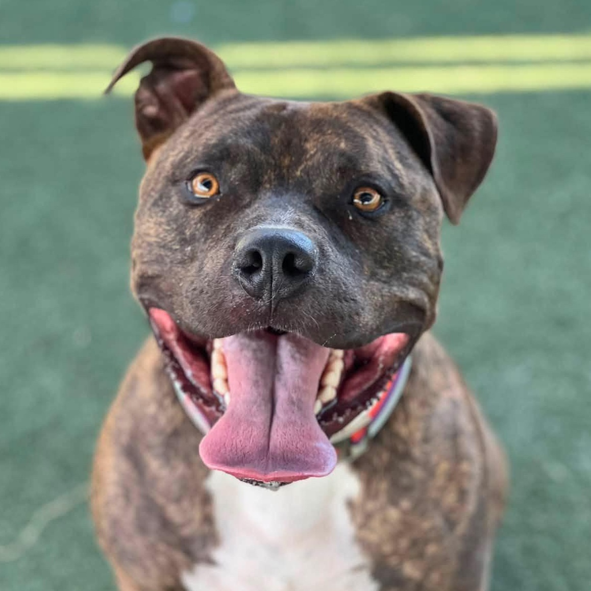 Bagel, Adoptable, Adult Male American Bully & Pit Bull Terrier.