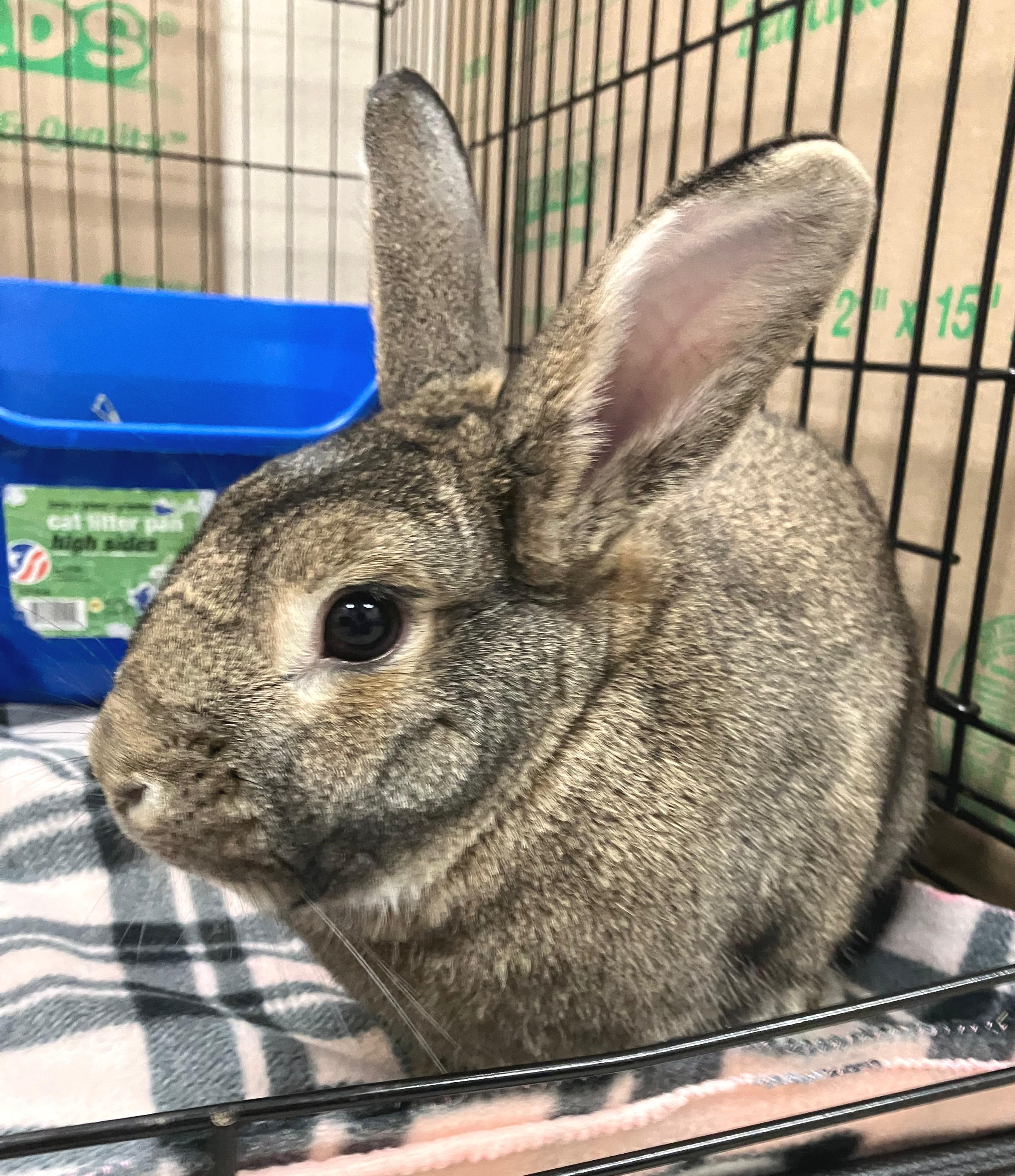 Enlarge Franklin, a ADOPTABLE American in Oshkosh, WI image 4/6