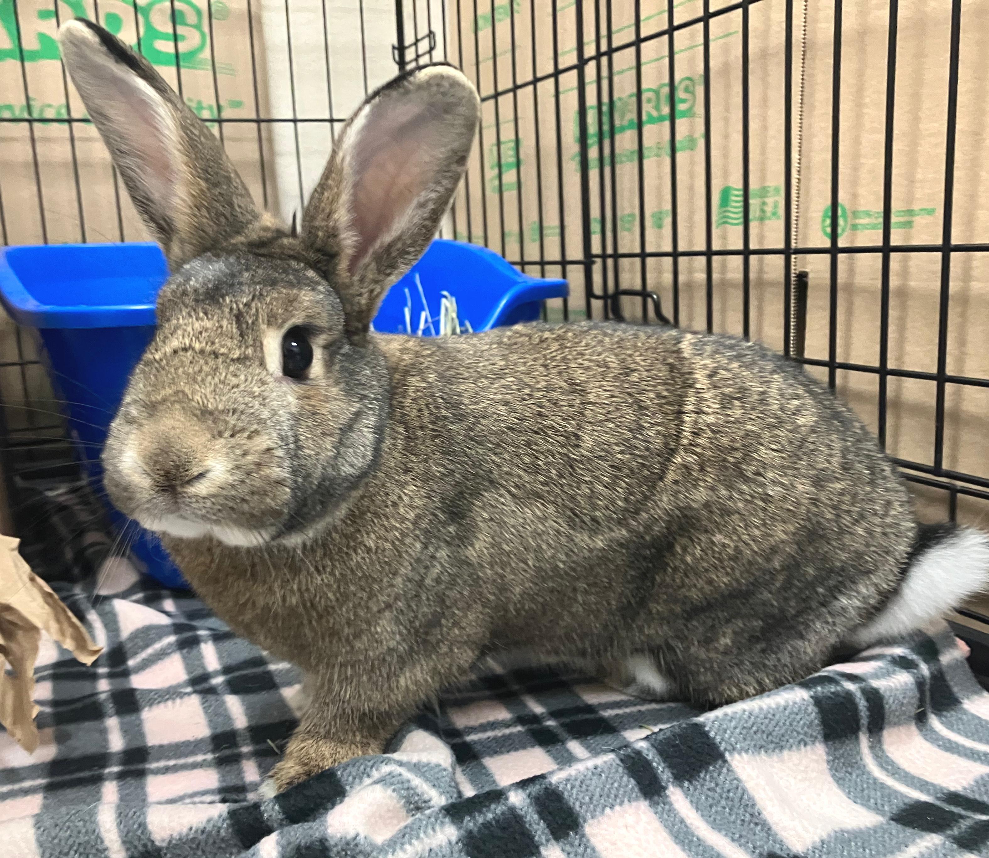 Franklin, ADOPTABLE, Adult Male American.