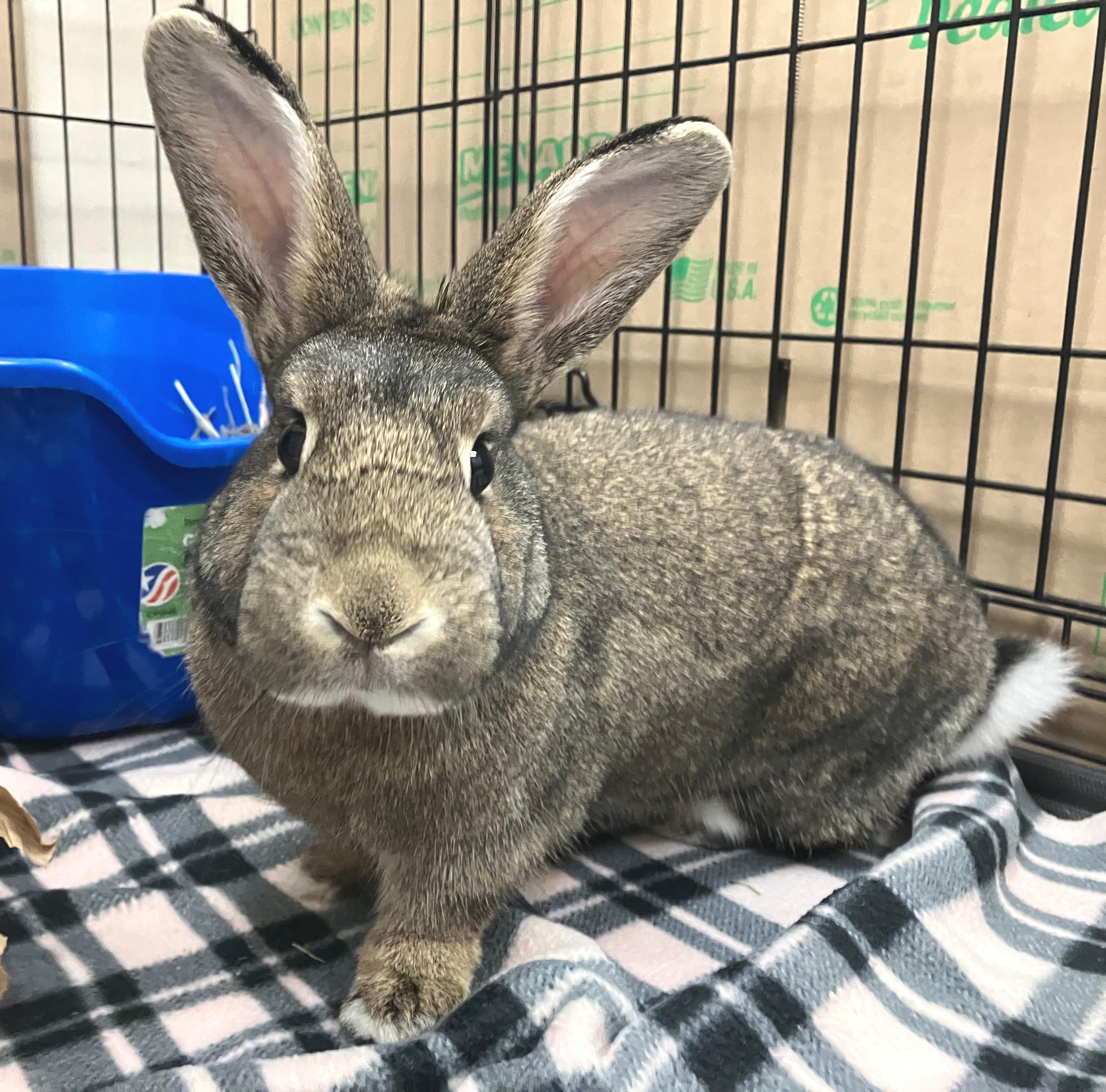 Enlarge Franklin, a ADOPTABLE American in Oshkosh, WI image 3/6