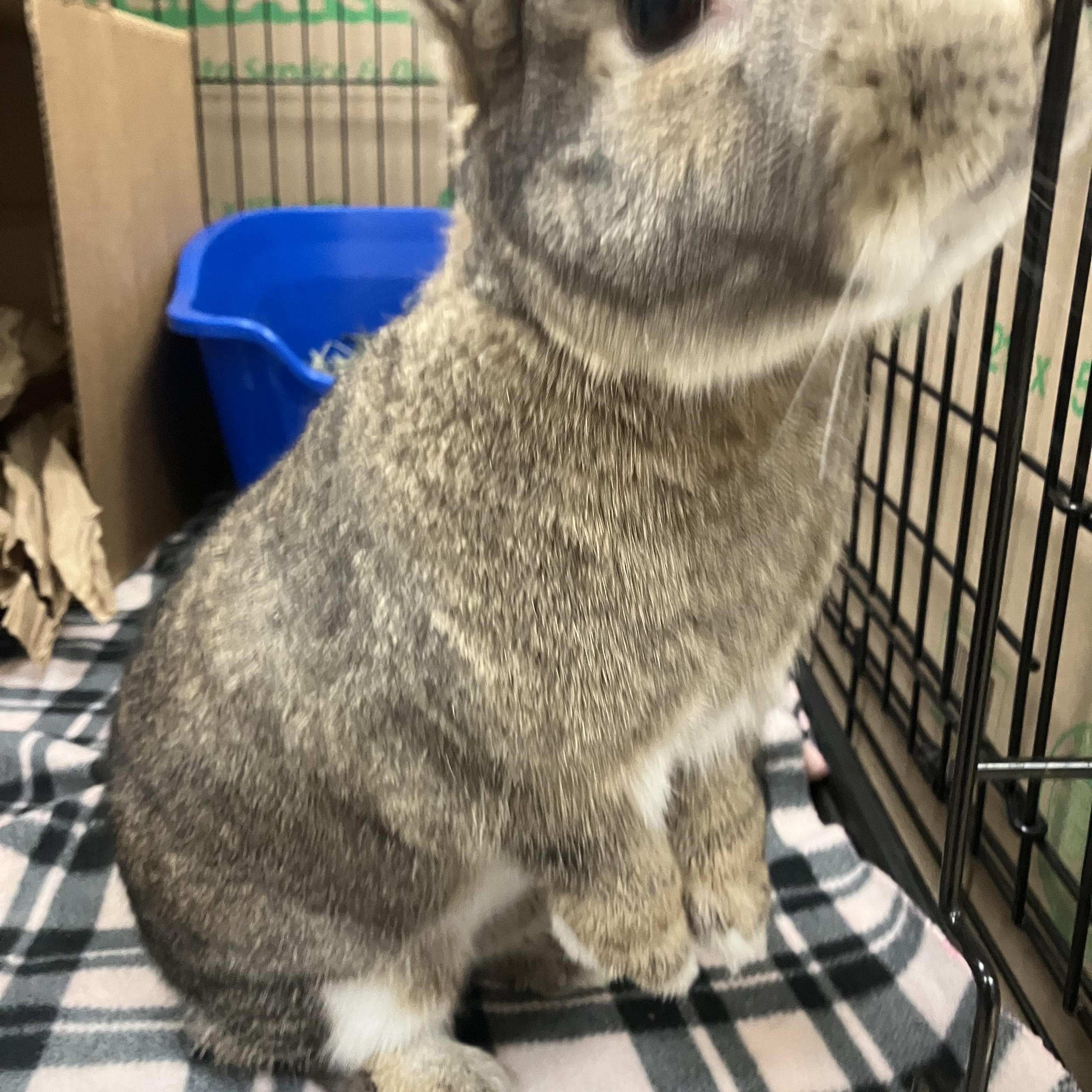 Enlarge Franklin, a ADOPTABLE American in Oshkosh, WI image 5/6