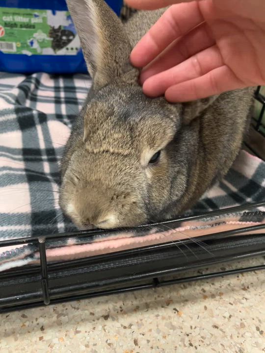 Enlarge Franklin, a ADOPTABLE American in Oshkosh, WI video 6/6